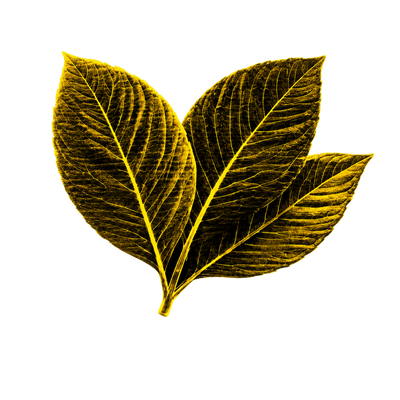 TOBACCO AROMA
